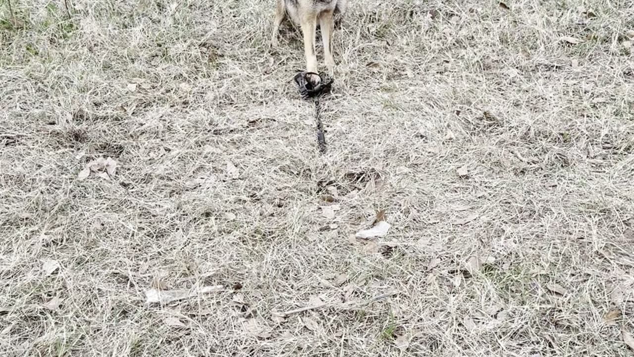 Coyote Trapping! Pretty Coyote. Predator Control. Trapping