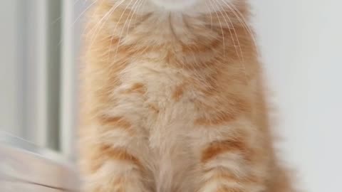 Soft Eyes & Tiny Paws 🐾💗 The Cat That Will Calm Your Soul