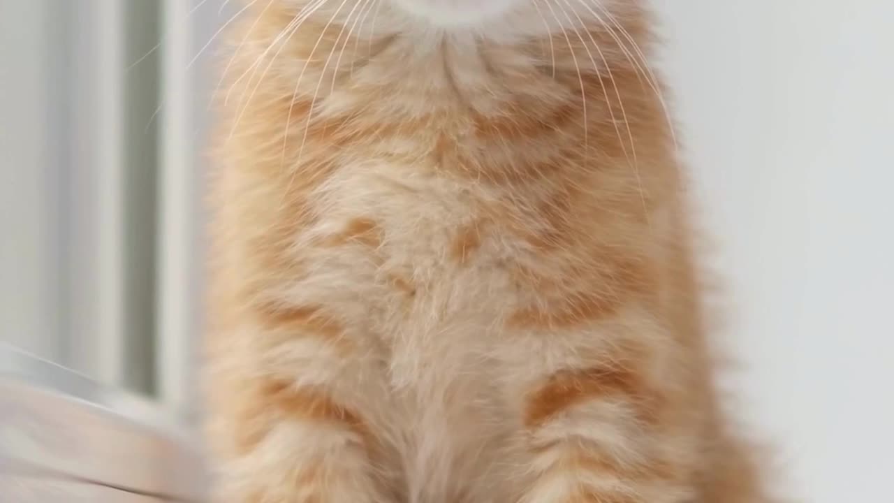 Soft Eyes & Tiny Paws 🐾💗 The Cat That Will Calm Your Soul