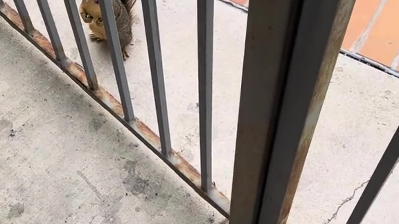 Tin Foil Hat 9 (Behind the scene w/ Face the squirrel)