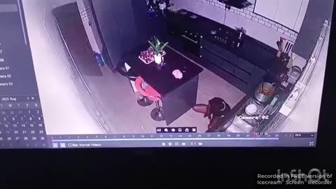 only niggers piss on plates in the kitchen