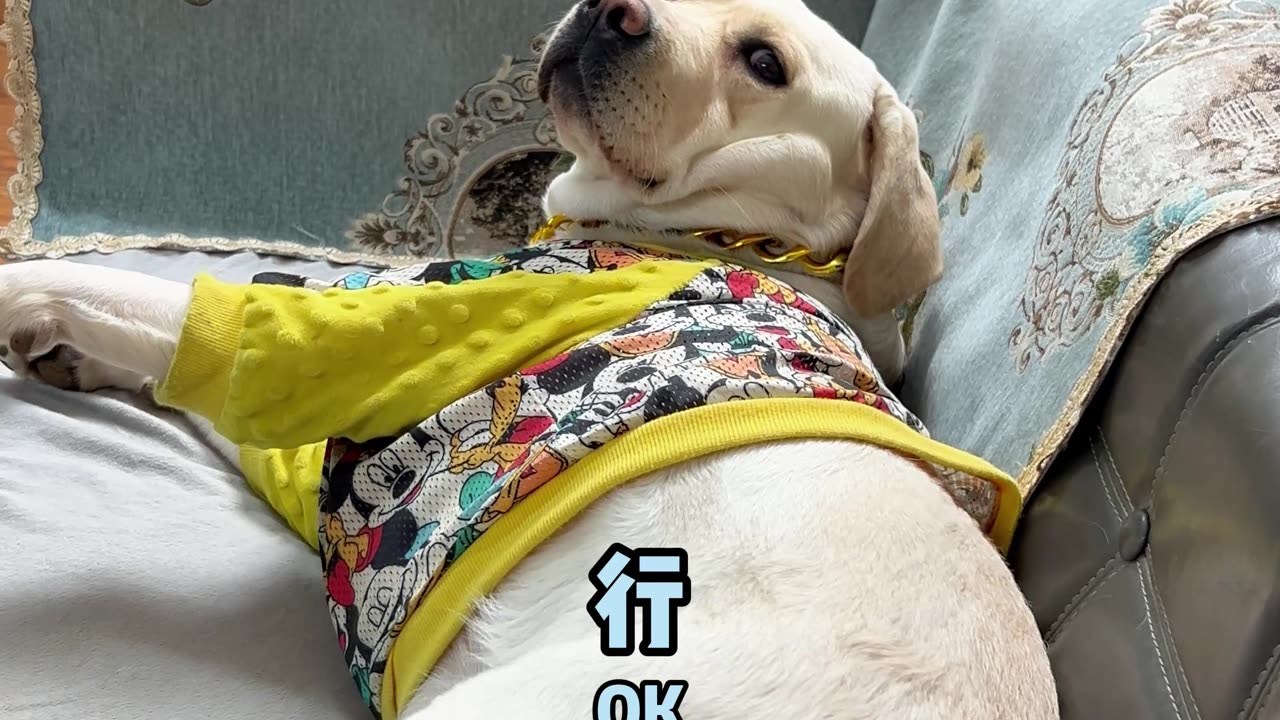 狗狗：下去就下去 谁稀罕！Dog: If you want to come down, come down, who cares!