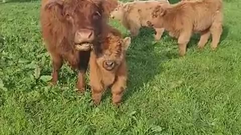 My Highland Cow Babies