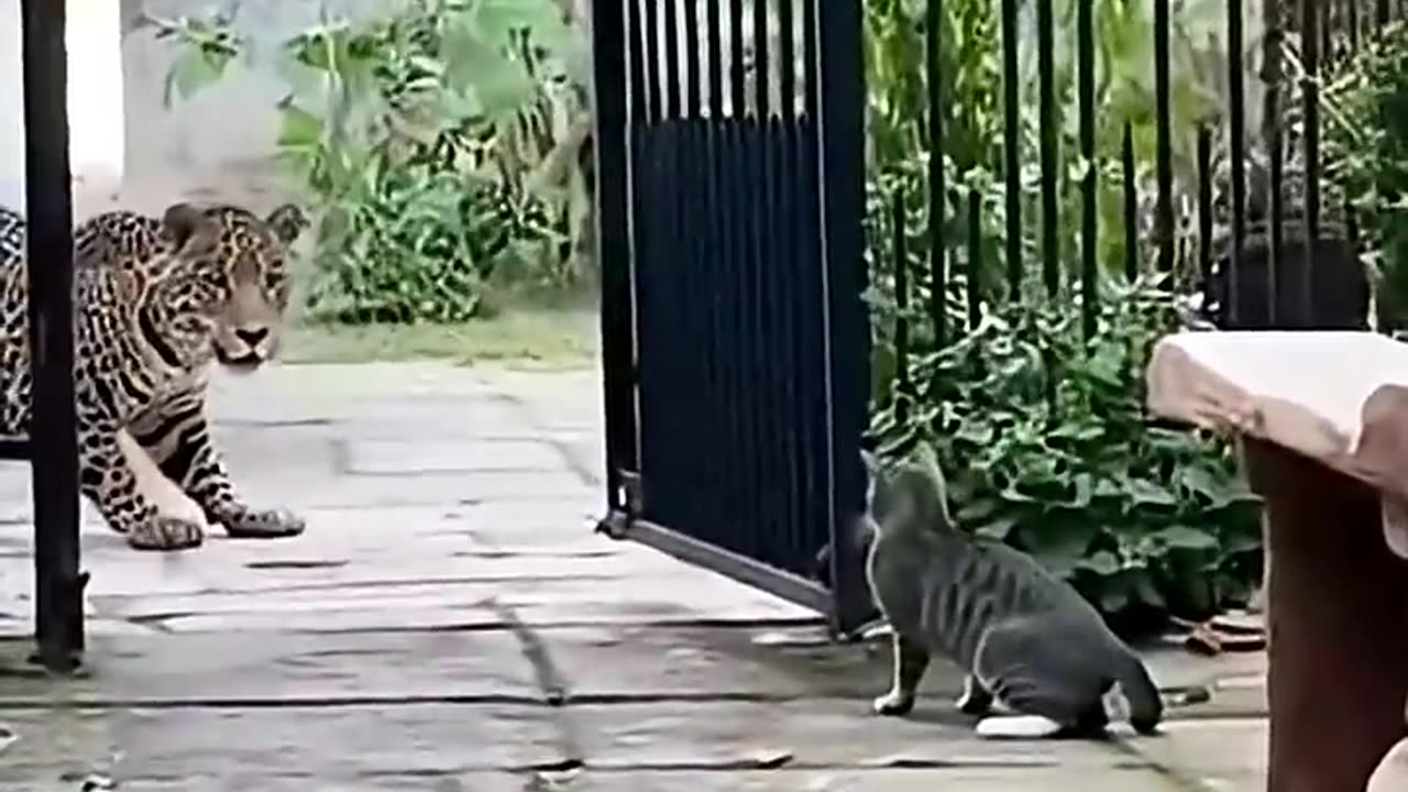 Jaguar Breaks Into a House at Night