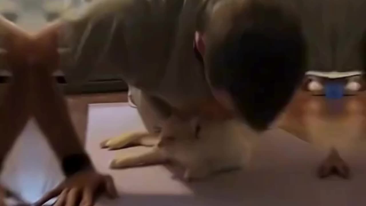 FUNNY ANIMAL COMPILATIONS - PART 20