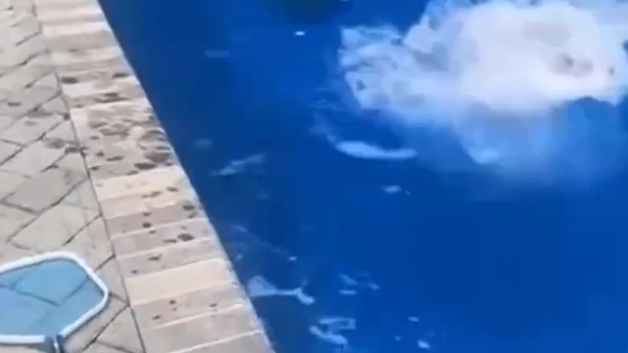 Melt Your Heart with These Adorable Pets! 💕🐾