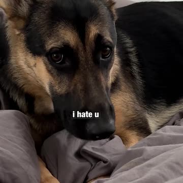 POV: your German Shepherd becomes a WOMAN