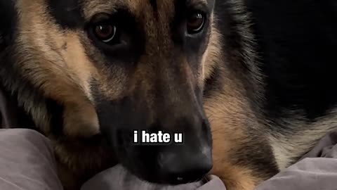 POV: your German Shepherd becomes a WOMAN