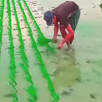 amazing paddy planting method #shorts #farming #satisfying