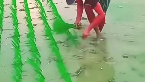 amazing paddy planting method #shorts #farming #satisfying