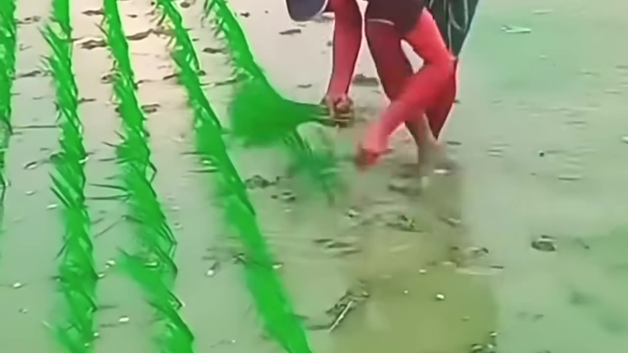amazing paddy planting method #shorts #farming #satisfying