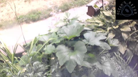 Butch the Sunflower