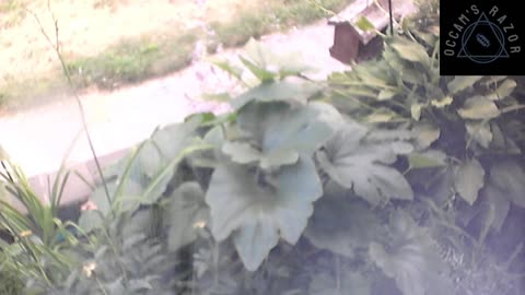 Butch the Sunflower