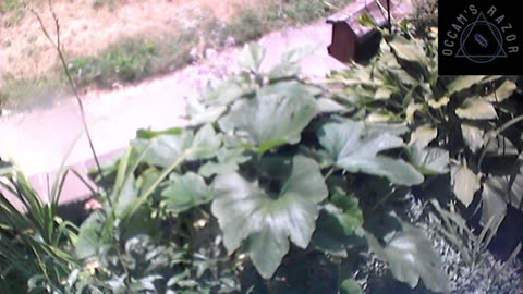 Butch the Sunflower