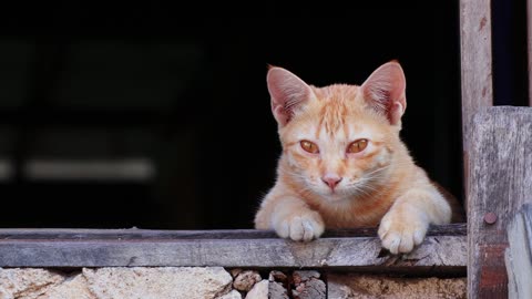 Cute Animal Ep75