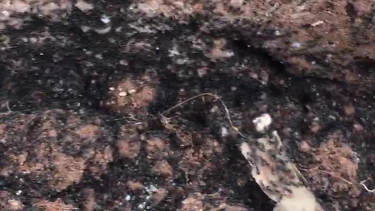 Look at the number of ants