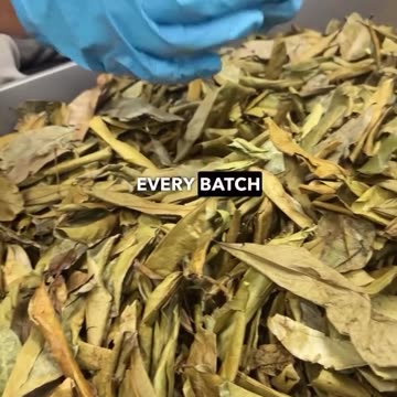 This leaf fights cancer