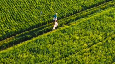 From Seed to Harvest: The Journey of a Farmer's Crop