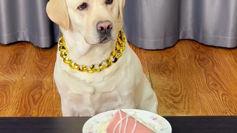 狗狗：这把不算，我要重新选！！！Dog: This one doesn't count, I want to choose again! ！ ！