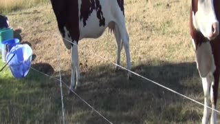 cow