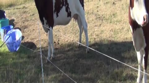 cow