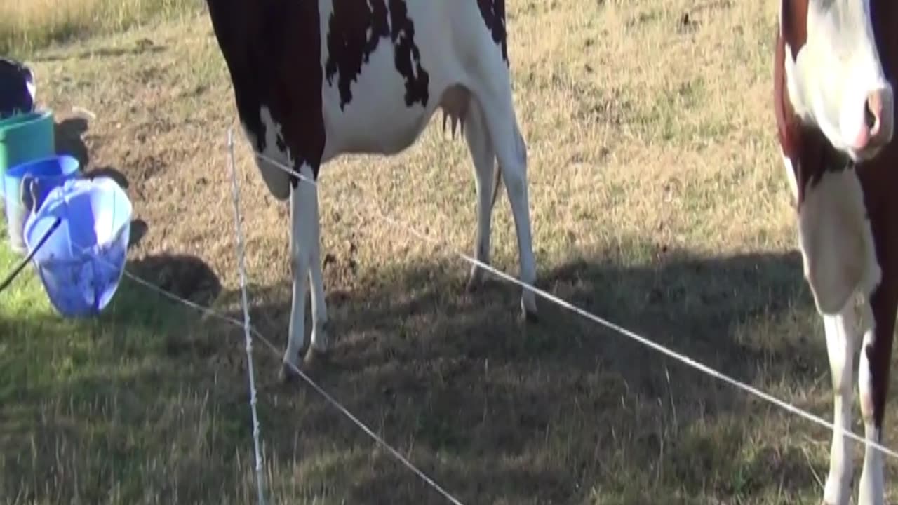 cow