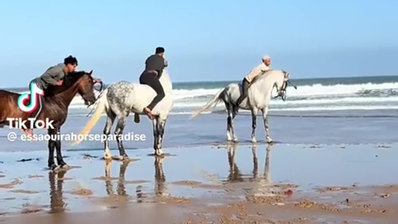 🦅✨ Majestic Freedom Unleashed! | FunFM