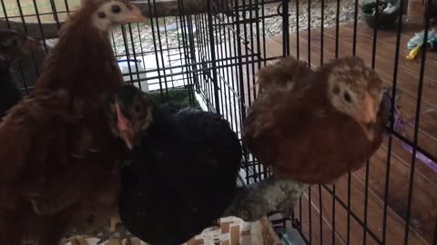 After eating, the chicks stood on the branches and waited for sleep.