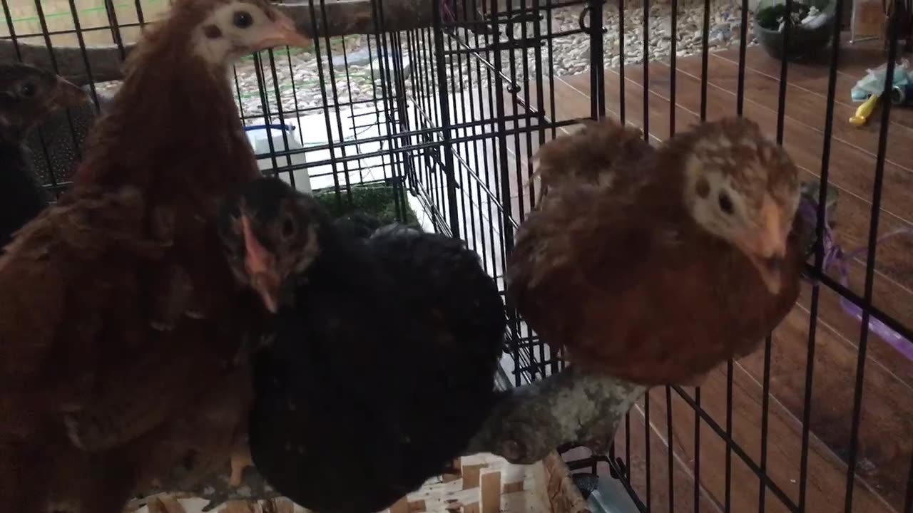 After eating, the chicks stood on the branches and waited for sleep.