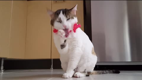 Funny Animals Brazzo 1