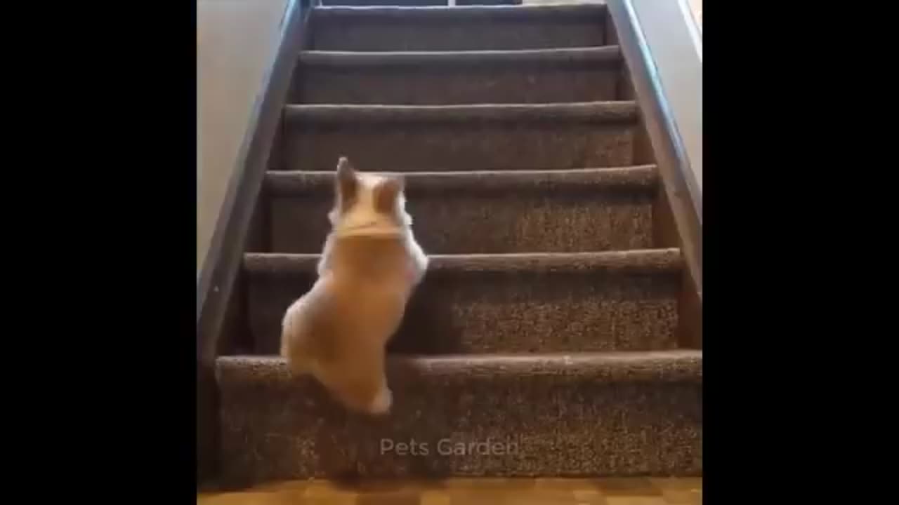 Try to hold your laugh challenge.
