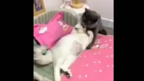 Best of Funny Animals 🐒🐕🐾 | Cutest Animal Videos That Will Make You Laugh