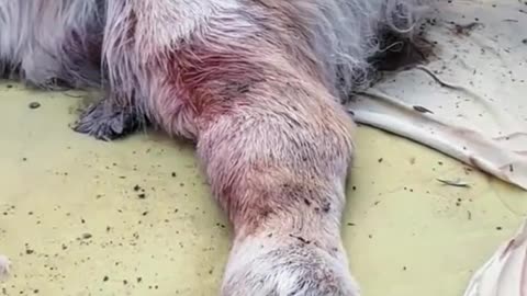 DOG'S LEGEND: PAW OF DESTINY