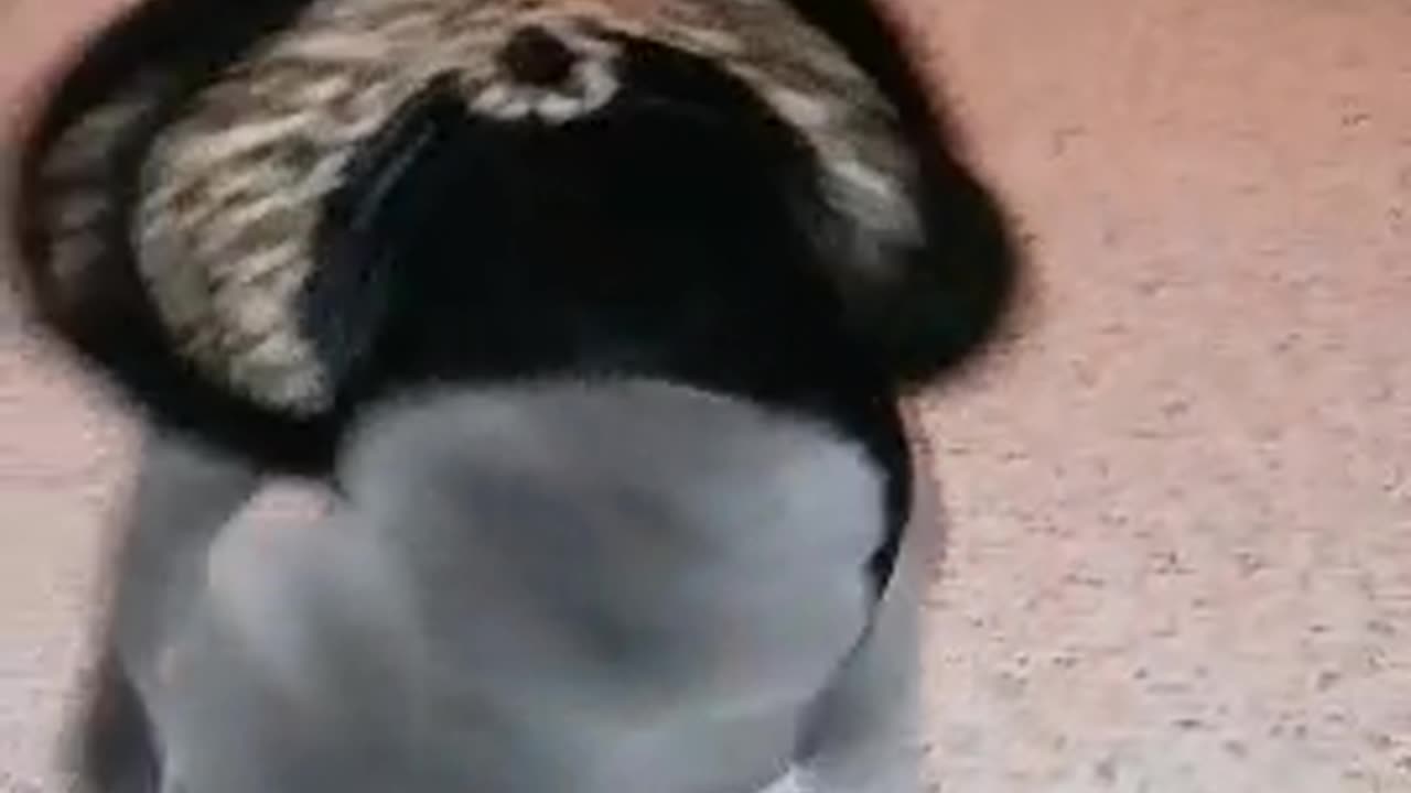 Blue Belle Sharpei puppy in a dress