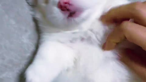 The Growth of a Little Milk Dog