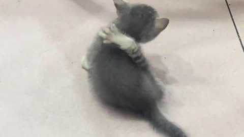 It seems to want to scratch me, what should I do？