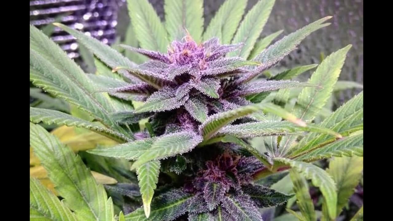 Rare cannabis strains