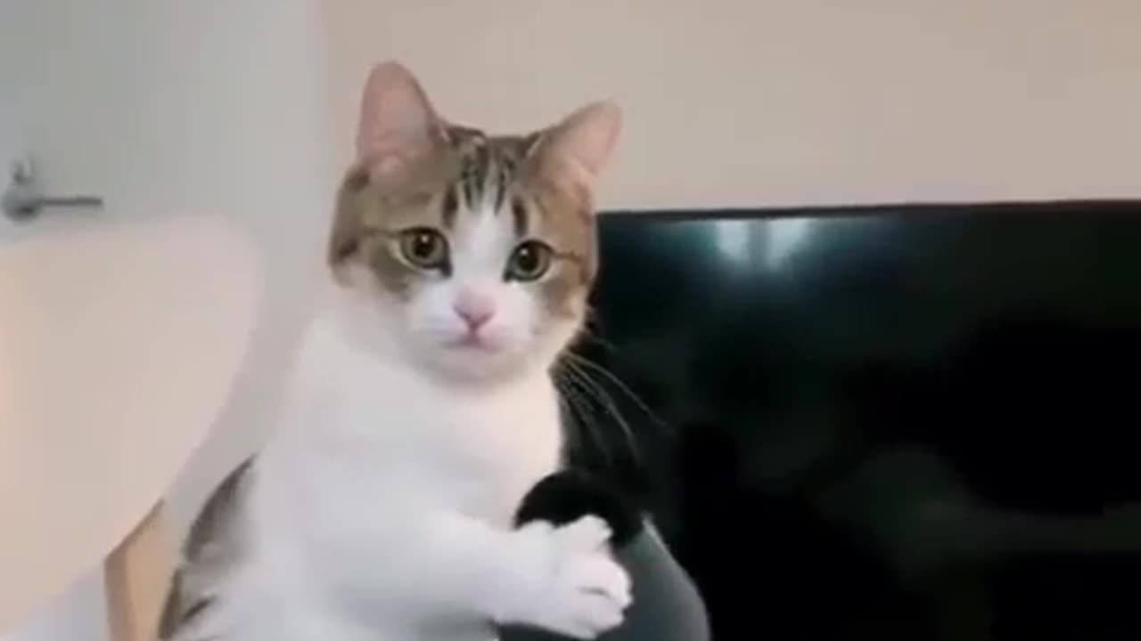 Funny cats