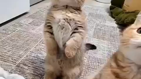 funny pets, cute puppies, pet humor, dog lovers, dog life