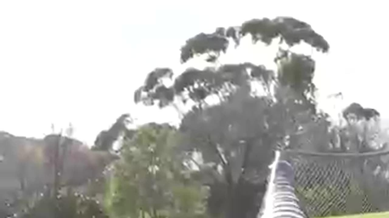 How animals get over a fence