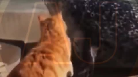 Funny video