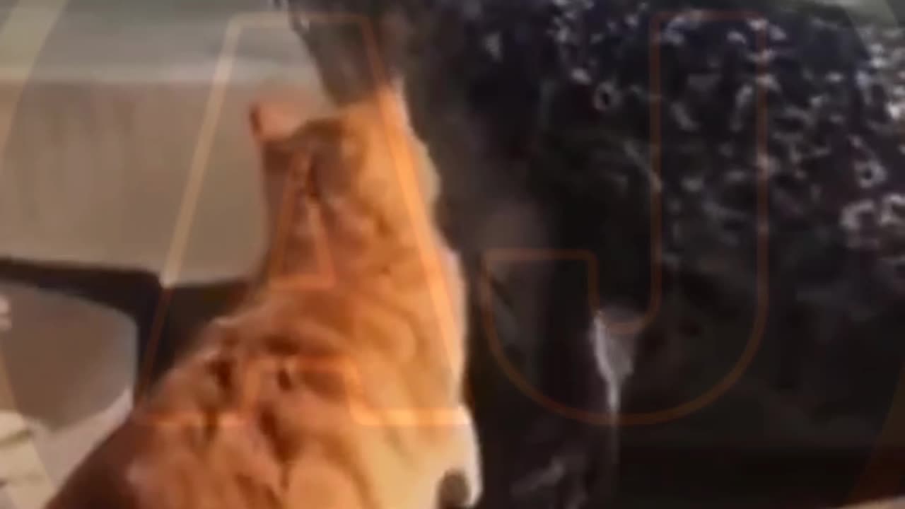 Funny video