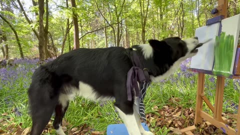 Border Collie Simba Paints His Masterpiece