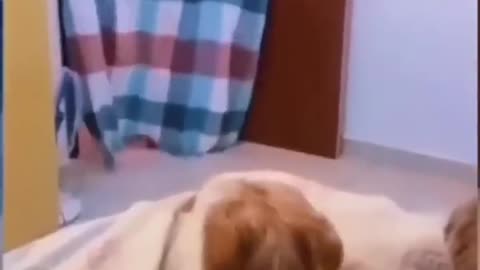 Try n̈ot to laugh