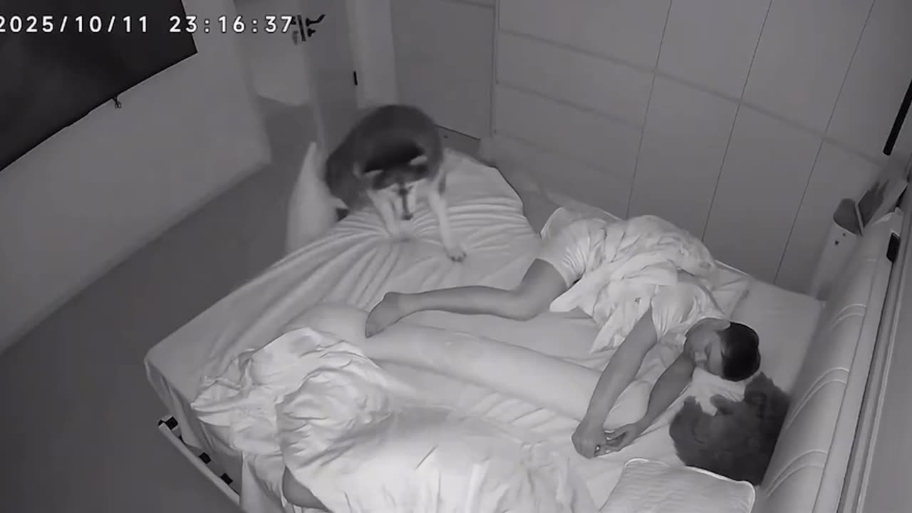 Checking the camera and seeing the boss dragging the pillow and lying next to her husband.. 🤣🤣