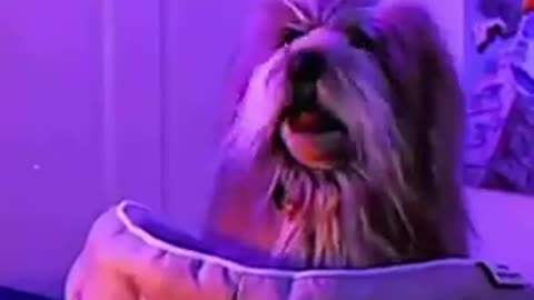 If your Dog could speak What would it say