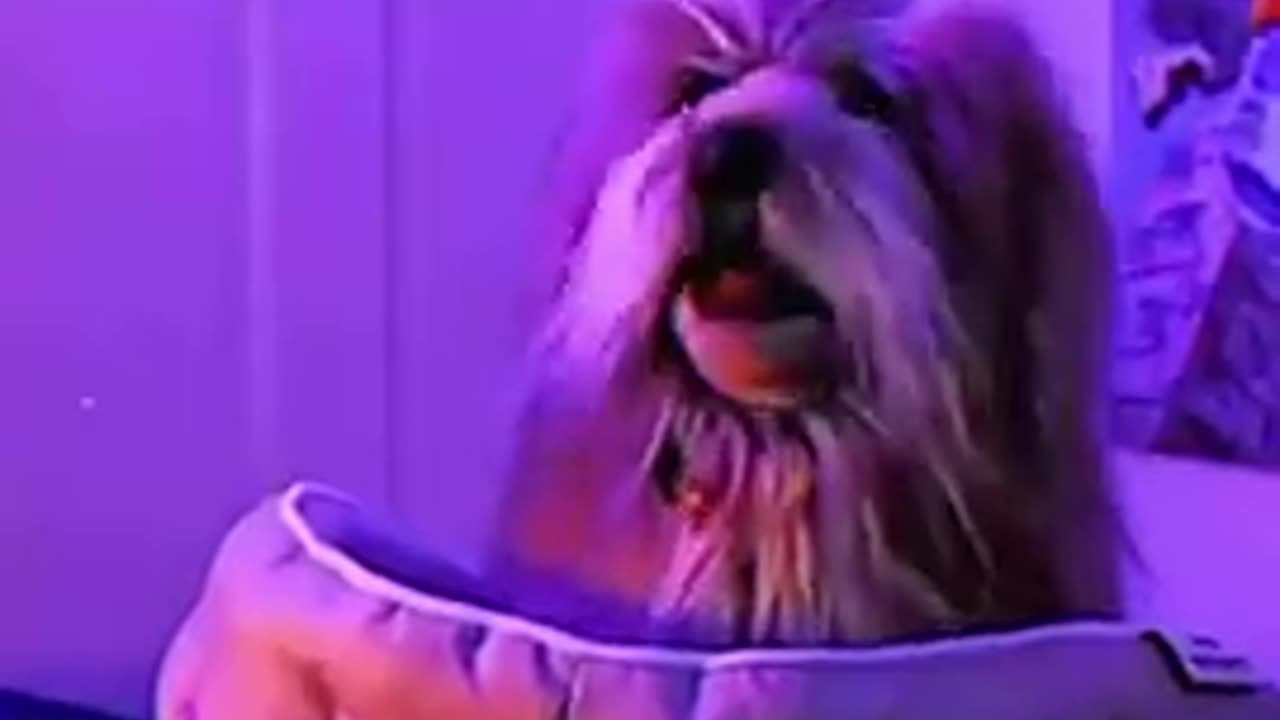 If your Dog could speak What would it say