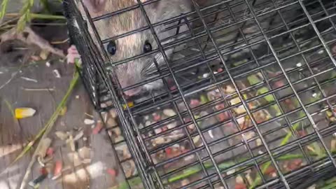 Ratinator
