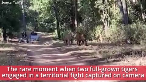 Watch_ 2 full-grown Tigers engage in territorial fight