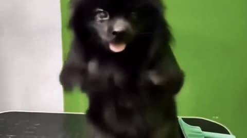 Elvis the King of Dancing Dogs 🎤🐕👑